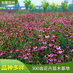 耐寒宿根花卉松果菊 花色艳丽 园林花海绿化植物