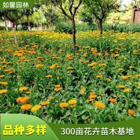 出售金盏花花苗 广场花坛 小区公园道路绿化花卉