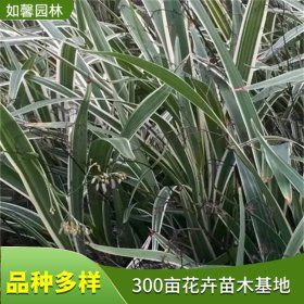 常绿地被银边山管兰 庭院别墅 园林绿化观叶植物