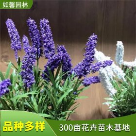 宿根地被花卉兰花鼠尾草 耐寒 园林花坛美化绿化