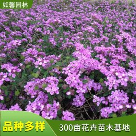 苗圃供应美女樱 园林工程花海绿化 城市道路观赏花卉