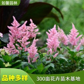 盆栽切花观赏花卉络新妇 园林景观绿化花坛花镜布置