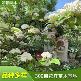 市政绿化工程观花树种麻叶木绣球 庭院绿植盆栽地栽苗