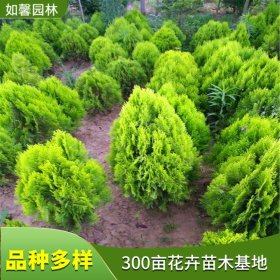 苗圃出售洒金柏 规格多样四季常绿道路小区种植绿化观赏苗