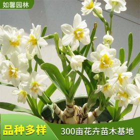 水仙花苗 绿植盆栽苗 水养植物 球根室内水培花卉