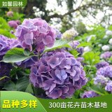 出售八仙花 庭院阳台盆栽 公园风景区 花坛花镜观赏花卉