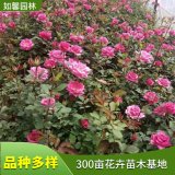 基地豐花月季 花壇花帶 花鏡布置 園林行道樹觀賞綠化工程苗