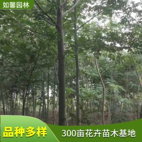 基地出售枫杨小苗 行道防护苗木 庭院别墅装饰绿化树种