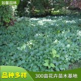 基地供应富贵草 园林绿化工程苗 雪山苓 捆仙绳 转筋草