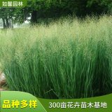 苗圃供應(yīng)多年生草本柳枝稷 飼草 水土保持風(fēng)障植物