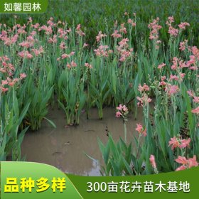 水生美人蕉 园林绿化顿时花卉 城市湿地水景布置