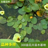 供應(yīng)水** 淺水區(qū)裝飾材料 庭院水體綠化植物 可做插花