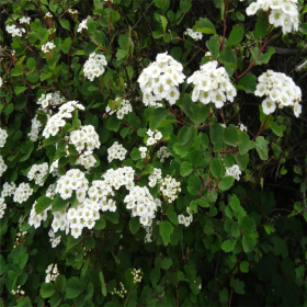 基地出售 三裂绣线菊 庭院景区绿化工程苗木 花镜花坛配植苗