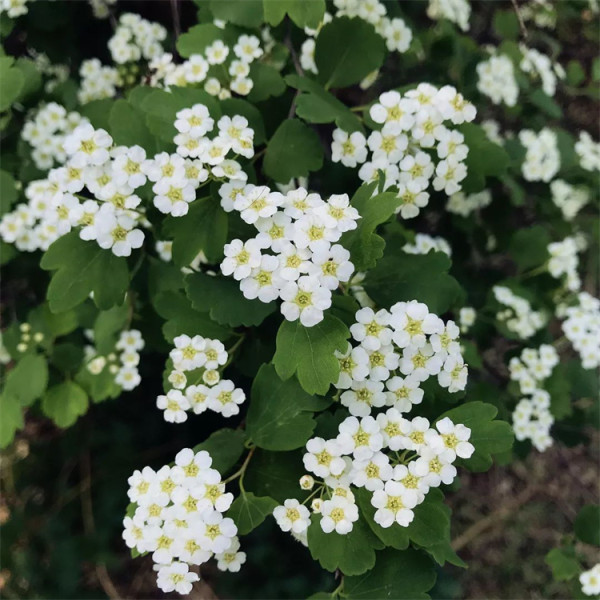 三裂绣线菊