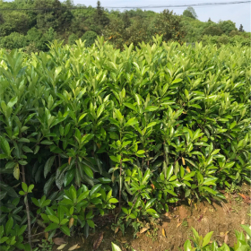 苗圃供应法国冬青篱 城市绿篱绿墙 居民区厂区绿化植物