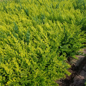 基地出售 金叶水蜡 小区道路造景绿化植物 庭院地被绿篱