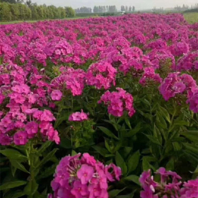 宿根福禄考盆栽地栽苗 庭院阳台观赏 花坛花境材料 天蓝绣球