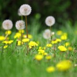 大量出售蒲公英苗 多年生草本植物 四季播種 婆婆丁