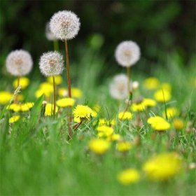 大量出售蒲公英苗 多年生草本植物 四季播种 婆婆丁