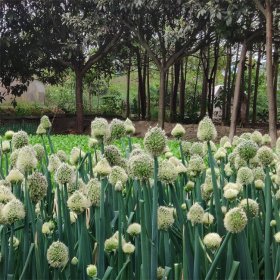 苗圃供应大葱花盆栽地栽苗 花坛花镜盆栽材料 可食用