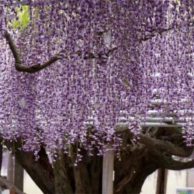 苗圃供应安了寺紫藤花苗 园林墙体绿化观赏植物