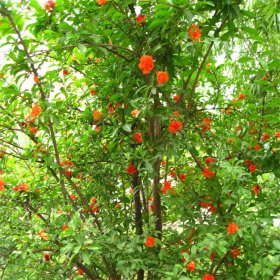 基地供应特选花石榴树苗 园林庭院 盆栽观赏花卉植物