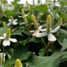 基地出售鱼腥草盆栽苗 可药用 可食用 四季种植 折耳根