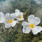 出售海菜花 水生態(tài)修復(fù) 濕地綠化 景觀工程花卉