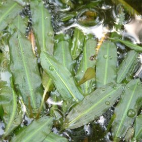 水生植物眼子菜 水体湿地绿化 生态环境养殖水草