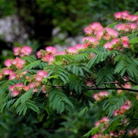 园林观赏植物合欢 护坡花坛灌丛绿化 绒花树 基地直供