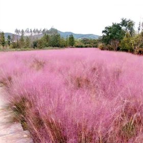 苗圃供应粉黛乱子草 花坛花镜配置 园林花海景观绿化观赏草