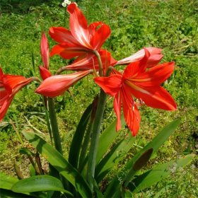 基地供应朱顶红 公园别墅小区绿化 观赏花卉植物