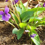 苗圃出售紫花地丁 室內(nèi)布置觀賞花卉 盆景綠化 野堇菜