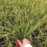 水生栽培植物金边石菖蒲 池塘河道 水体湿地绿化