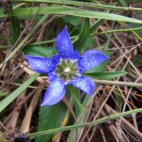 基地供應(yīng)龍膽花 花園綠化綠籬 庭院露地觀花苗木