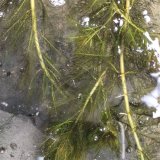 大量供应黑藻 生态环境养殖水草 湿地水体绿化