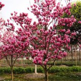 苗圃出售 紫玉蘭 花海工程打造苗木 庭院綠化道路色塊植物