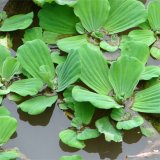 苗圃出售水白菜 池塘河道 園林水體 濕地綠化 觀賞植物