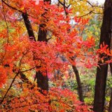 基地供应流泉红枫树苗 公园造景 广场展厅配植树种