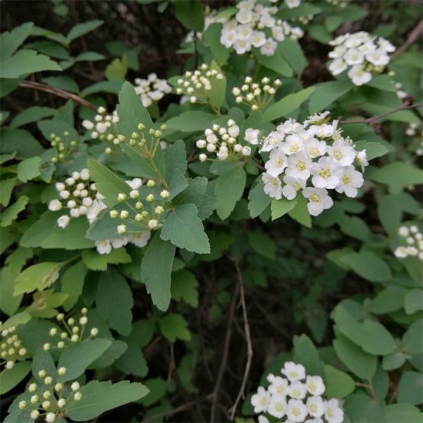 菱葉繡線菊