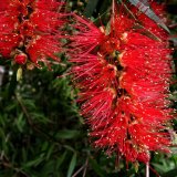 闊葉紅千層 色彩鮮艷 公園庭院 街邊綠地觀賞花卉