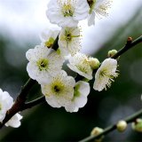 苗圃出售綠萼梅 園林景觀造景植物 花壇花鏡觀賞