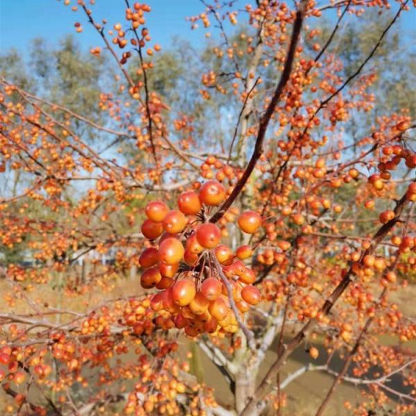 北美海棠印度魔術(shù)