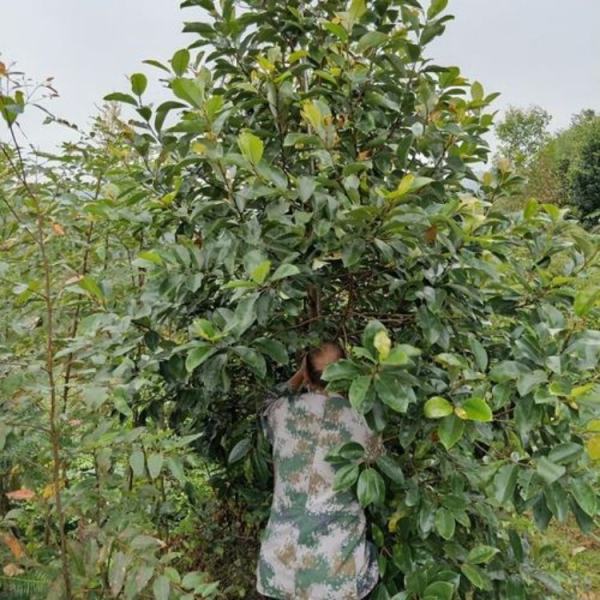 刨花楠