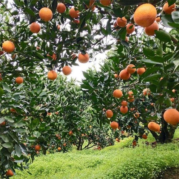 橙子樹苗