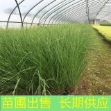 畫(huà)眉草 別墅小區(qū)園林綠化草 花壇花鏡配植材料