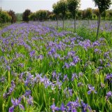 基地出售 鳶尾 濕地造景綠化植物 河道池塘工程用苗