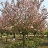 基地出售 日本晚櫻 花海工程打造苗木 園林庭院造景綠化苗