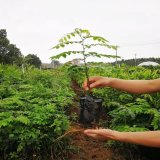 出售海 南黃花梨樹 名貴造林苗 基地批發(fā)出售 園林景觀工程栽植