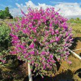 基地供应红花玉芙蓉 庭园美化 耐修剪 园林绿化矮篱